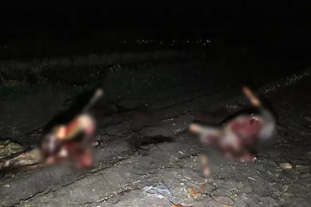 Adana'da boş arazide kesilmiş 3 at ele geçirildi Adana'da boş arazide kesilmiş 3 at ele geçirildi