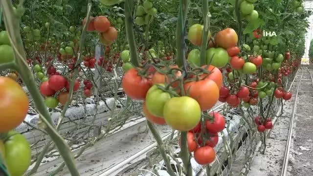 Jeotermal kaynaklı seralar kadınlara ekmek kapısı oluyor Jeotermal kaynaklı seralar kadınlara ekmek kapısı oluyor