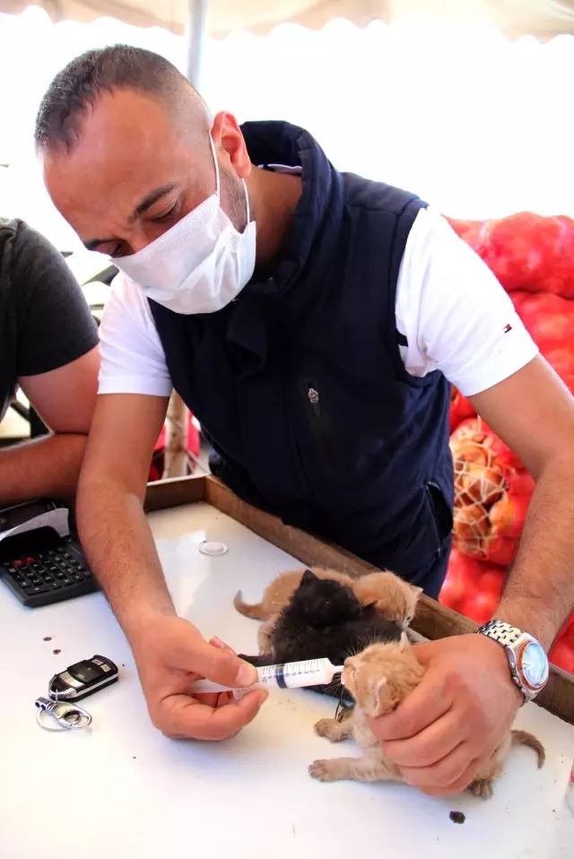 Kamyonetinde son anda fark edip bulduğu yavru kedileri şırınga ile besliyor Kamyonetinde son anda fark edip bulduğu yavru kedileri şırınga ile besliyor