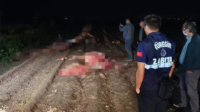 Kayıp at tartışmaları gündemdeyken, Adana'da tarla kenarında başları kesilmiş 3 hayvan bulundu Kayıp at tartışmaları gündemdeyken, Adana'da tarla kenarında başları kesilmiş 3 hayvan bulundu