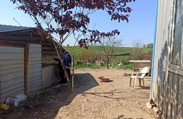 kotu sartlarda bakilan sokak hayvanlari 3 14087152 o