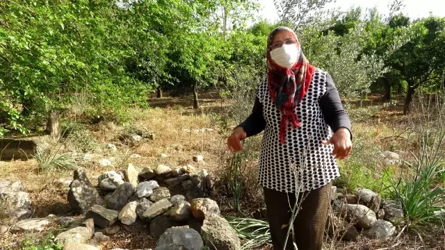 'Mezarlığa narenciye ağaçları dikildi' iddiası ortalığı karıştırdı! Köylü, yana yakıla mezarlarını arıyor