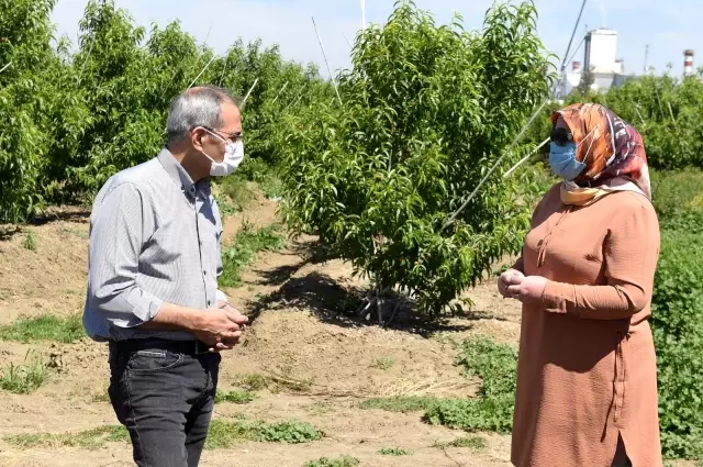 Tarsus topraklarında 'beyaz altın' parlayacak Tarsus topraklarında 'beyaz altın' parlayacak