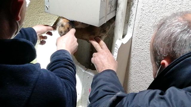 yavru kedinin sikistigi yeri kedi sesi acarak 14085251 o