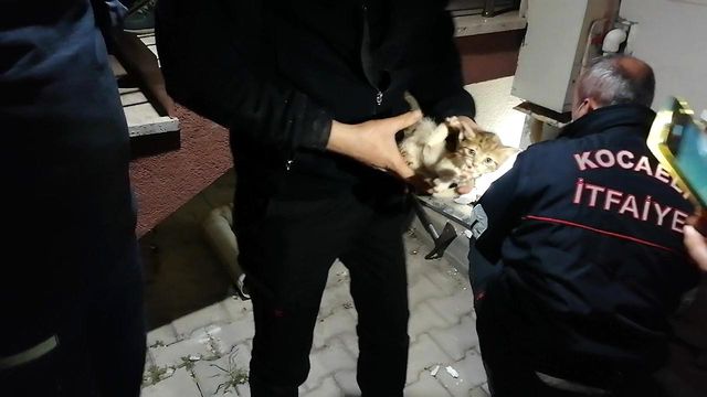 yavru kedinin sikistigi yeri kedi sesi acarak 4 14085251 o