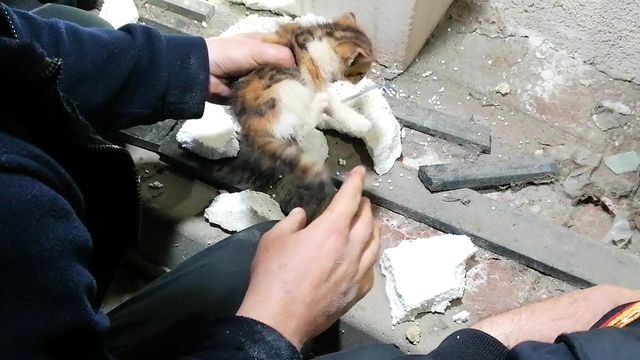 yavru kedinin sikistigi yeri kedi sesi acarak 5 14085251 o