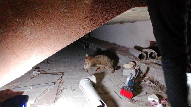 yavru kedinin sikistigi yeri kedi sesi acarak 7 14085251 o