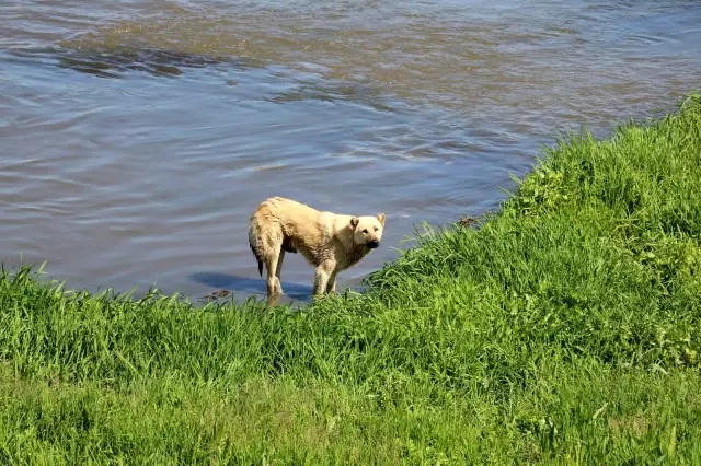 Son dakika haberleri... Amasya'da ırmağa düşen köpeği itfaiye kurtardı Son dakika haberleri... Amasya'da ırmağa düşen köpeği itfaiye kurtardı