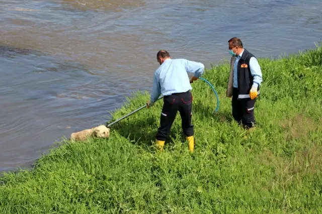 Son dakika haberleri... Amasya'da ırmağa düşen köpeği itfaiye kurtardı Son dakika haberleri... Amasya'da ırmağa düşen köpeği itfaiye kurtardı