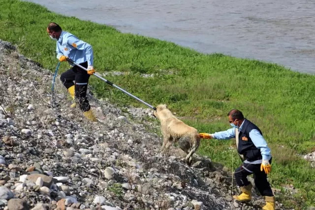Son dakika haberleri... Amasya'da ırmağa düşen köpeği itfaiye kurtardı Son dakika haberleri... Amasya'da ırmağa düşen köpeği itfaiye kurtardı