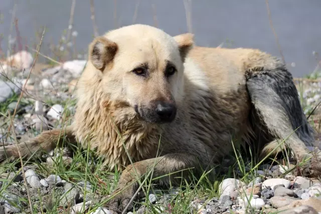 Son dakika haberleri... Amasya'da ırmağa düşen köpeği itfaiye kurtardı Son dakika haberleri... Amasya'da ırmağa düşen köpeği itfaiye kurtardı