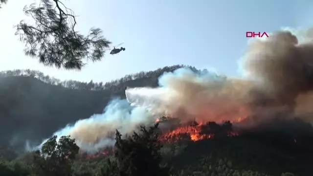 ANTALYA YANAN ORMANLAR YEŞİLLENDİ ANTALYA YANAN ORMANLAR YEŞİLLENDİ