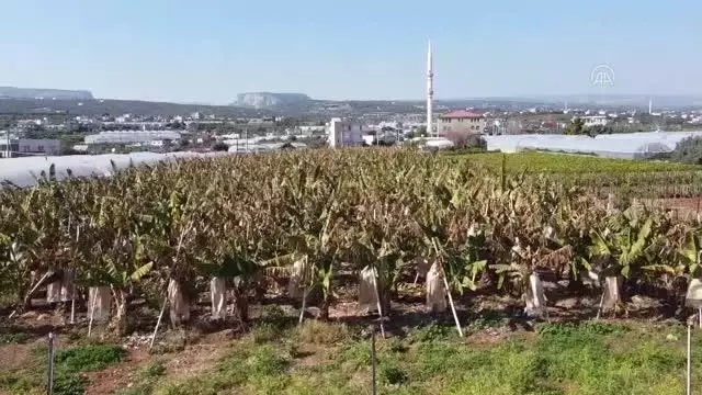 Ar-Ge çalışmalarıyla yerli muzda üretim de tüketim de artıyor Ar-Ge çalışmalarıyla yerli muzda üretim de tüketim de artıyor