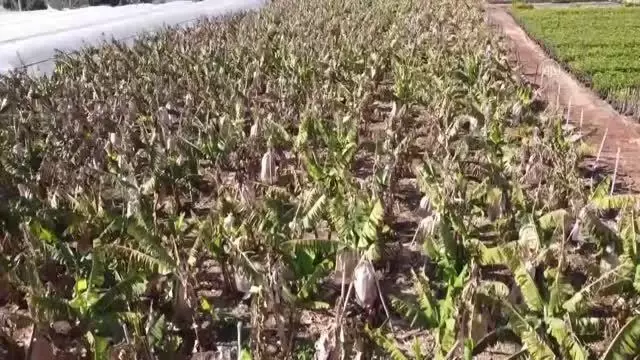 Ar-Ge çalışmalarıyla yerli muzda üretim de tüketim de artıyor Ar-Ge çalışmalarıyla yerli muzda üretim de tüketim de artıyor
