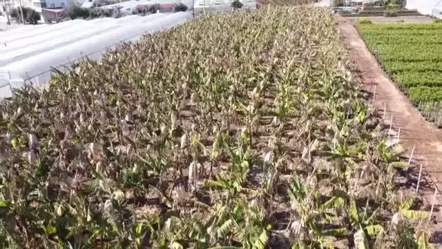 Ar-Ge çalışmalarıyla yerli muzda üretim de tüketim de artıyor Ar-Ge çalışmalarıyla yerli muzda üretim de tüketim de artıyor