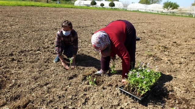 Balıkesir Türkiye'nin Aromaterapi Merkezi olacak Balıkesir Türkiye'nin Aromaterapi Merkezi olacak