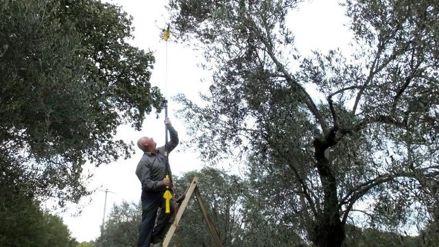 Burhaniye'de nisan yağmurları zeytincileri sevindirdi Burhaniye'de nisan yağmurları zeytincileri sevindirdi