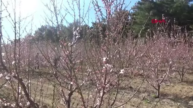 ÇANAKKALE MEYVE AĞAÇLARI, ZARARLILARDAN MAVİ LEĞENLE KURTULDU ÇANAKKALE MEYVE AĞAÇLARI, ZARARLILARDAN MAVİ LEĞENLE KURTULDU