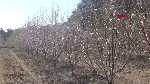 ÇANAKKALE MEYVE AĞAÇLARI, ZARARLILARDAN MAVİ LEĞENLE KURTULDU ÇANAKKALE MEYVE AĞAÇLARI, ZARARLILARDAN MAVİ LEĞENLE KURTULDU