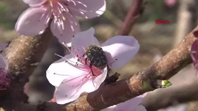 ÇANAKKALE MEYVE AĞAÇLARI, ZARARLILARDAN MAVİ LEĞENLE KURTULDU ÇANAKKALE MEYVE AĞAÇLARI, ZARARLILARDAN MAVİ LEĞENLE KURTULDU