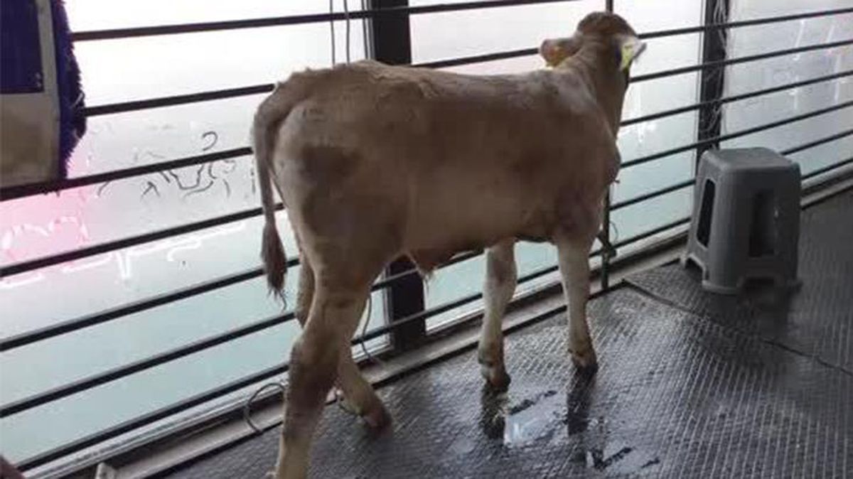 İshal şikayetiyle veterinere götürülen buzağılarda koronavirüs çıktı! Hayvanını bırakıp kaçan bile var