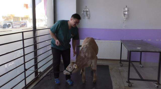 İshal şikayetiyle veterinere götürülen buzağılarda koronavirüs tespit edildi
