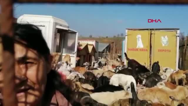 kocaeli uygunsuz kosullarda 250 kopegin bulun 2 14087437 o