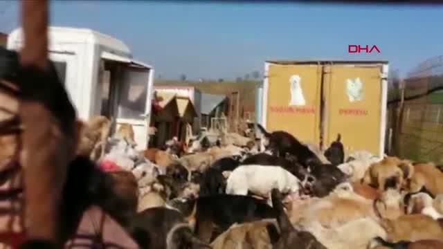 kocaeli uygunsuz kosullarda 250 kopegin bulun 3 14087437 o
