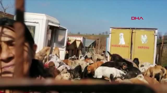 kocaeli uygunsuz kosullarda 250 kopegin bulun 4 14087437 o