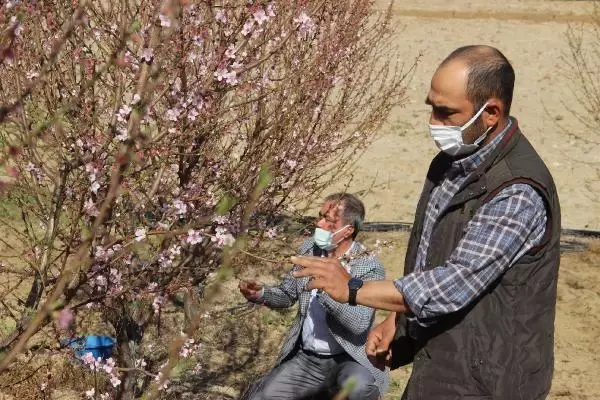 ÇANAKKALE MEYVE AĞAÇLARI, ZARARLILARDAN MAVİ LEĞENLE KURTULDU ÇANAKKALE MEYVE AĞAÇLARI, ZARARLILARDAN MAVİ LEĞENLE KURTULDU