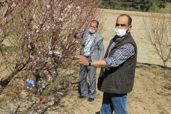 ÇANAKKALE MEYVE AĞAÇLARI, ZARARLILARDAN MAVİ LEĞENLE KURTULDU ÇANAKKALE MEYVE AĞAÇLARI, ZARARLILARDAN MAVİ LEĞENLE KURTULDU