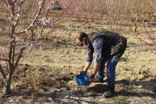 ÇANAKKALE MEYVE AĞAÇLARI, ZARARLILARDAN MAVİ LEĞENLE KURTULDU ÇANAKKALE MEYVE AĞAÇLARI, ZARARLILARDAN MAVİ LEĞENLE KURTULDU