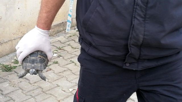sikisan kaplumbagayi kurtarabilmek icin 1 saa 4 14087770 o