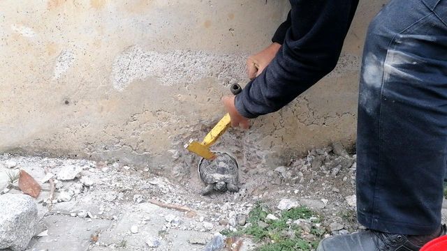 sikisan kaplumbagayi kurtarabilmek icin 1 saa 5 14087770 o