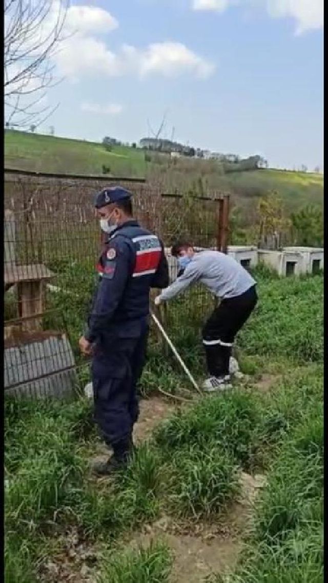 uygunsuz kosullarda 250 kopegin bulundugu 13 14087348 o