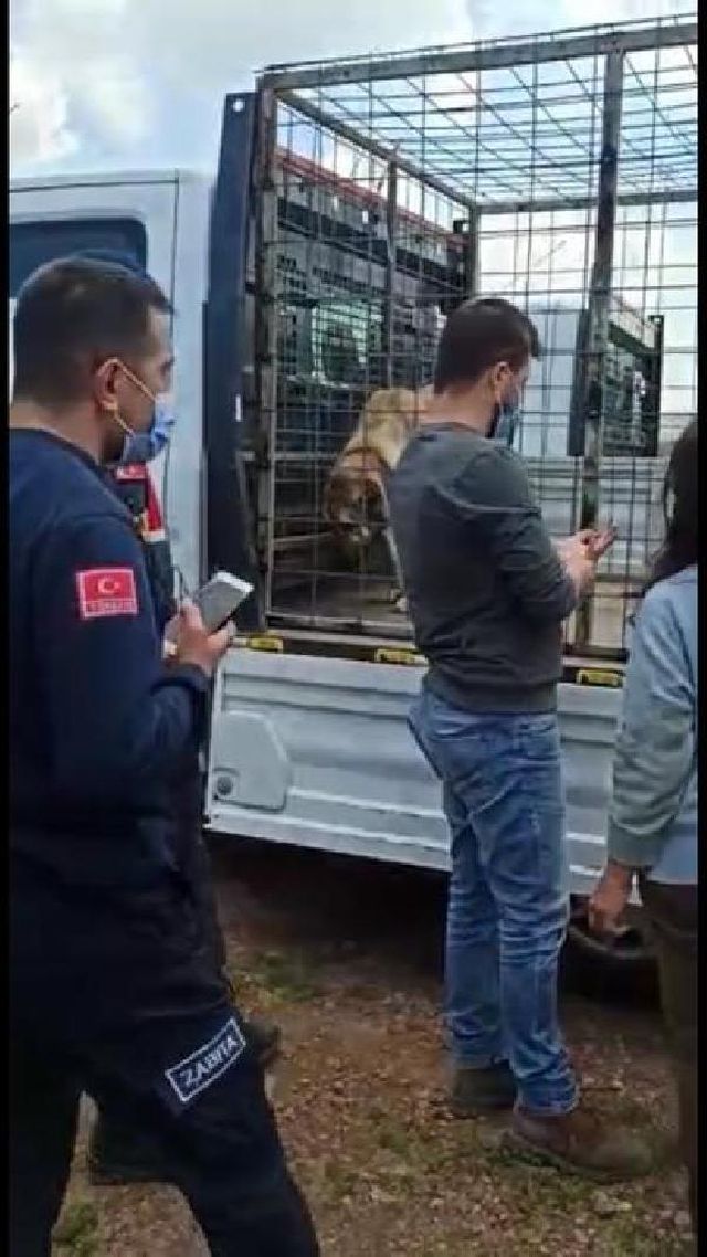 uygunsuz kosullarda 250 kopegin bulundugu 14 14087348 o