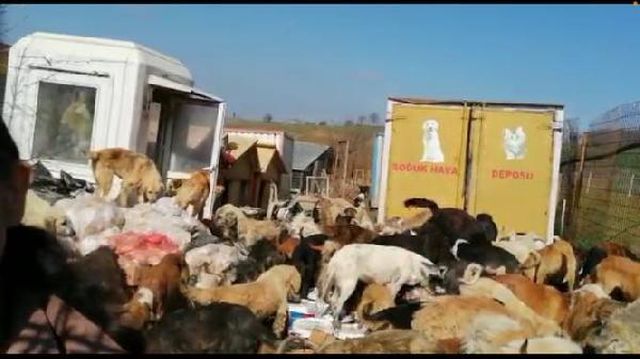 uygunsuz kosullarda 250 kopegin bulundugu 2 14087348 o