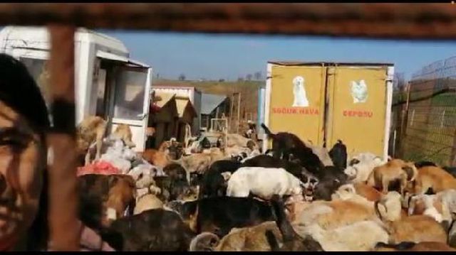 uygunsuz kosullarda 250 kopegin bulundugu 3 14087348 o