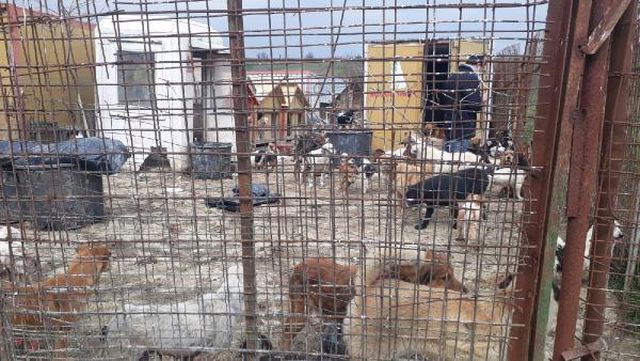 uygunsuz kosullarda 250 kopegin bulundugu 4 14087348 o