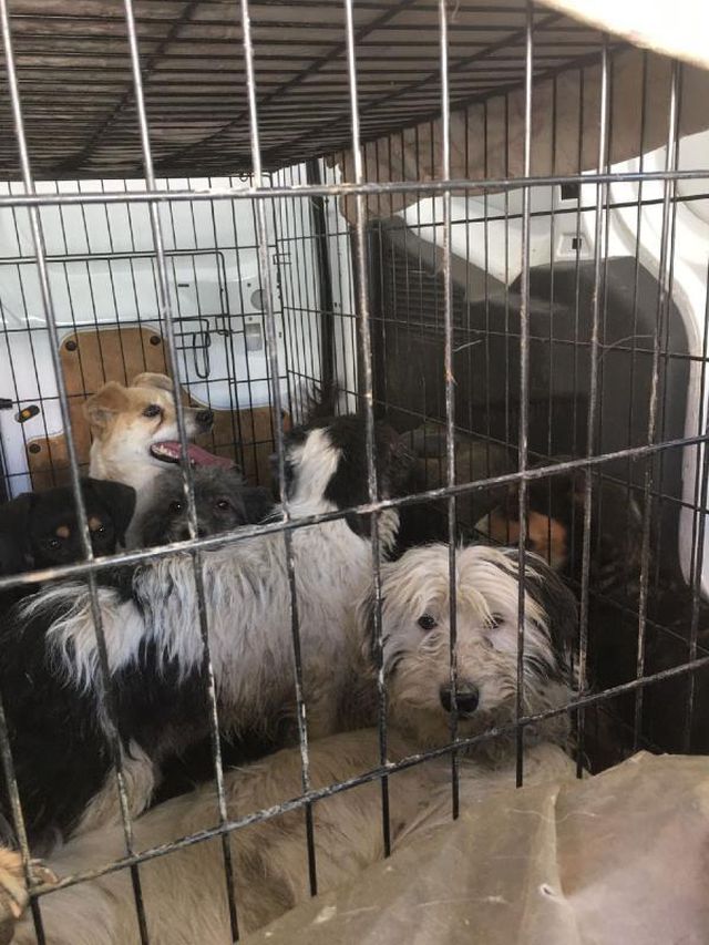 uygunsuz kosullarda 250 kopegin bulundugu 5 14087348 o