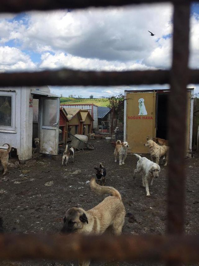 uygunsuz kosullarda 250 kopegin bulundugu 6 14087348 o