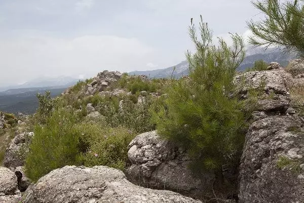 ANTALYA YANAN ORMANLAR YEŞİLLENDİ ANTALYA YANAN ORMANLAR YEŞİLLENDİ