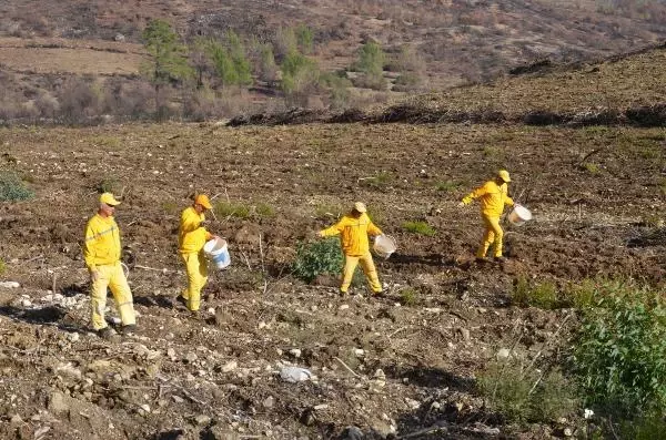 ANTALYA YANAN ORMANLAR YEŞİLLENDİ ANTALYA YANAN ORMANLAR YEŞİLLENDİ