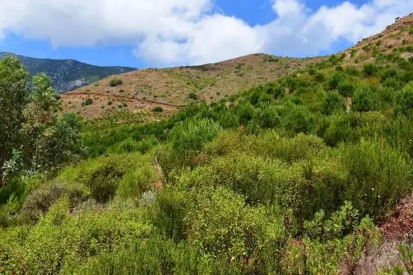 ANTALYA YANAN ORMANLAR YEŞİLLENDİ ANTALYA YANAN ORMANLAR YEŞİLLENDİ