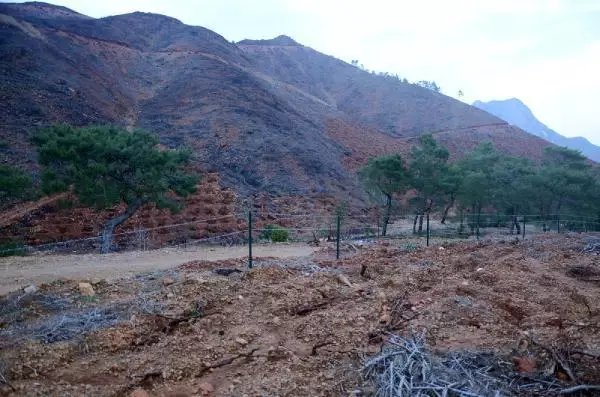 ANTALYA YANAN ORMANLAR YEŞİLLENDİ ANTALYA YANAN ORMANLAR YEŞİLLENDİ