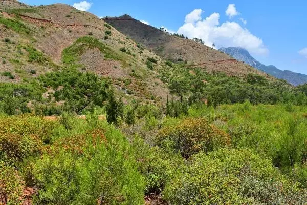 ANTALYA YANAN ORMANLAR YEŞİLLENDİ ANTALYA YANAN ORMANLAR YEŞİLLENDİ