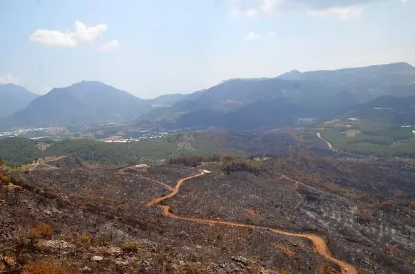 ANTALYA YANAN ORMANLAR YEŞİLLENDİ ANTALYA YANAN ORMANLAR YEŞİLLENDİ