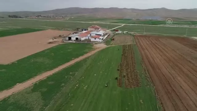 AFYONKARAHİSAR - Köyde ailece ürettikleri rulo çimleri amatör spor kulüplerine ve belediyelere satıyorlar AFYONKARAHİSAR - Köyde ailece ürettikleri rulo çimleri amatör spor kulüplerine ve belediyelere satıyorlar