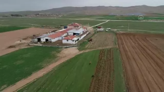 AFYONKARAHİSAR - Köyde ailece ürettikleri rulo çimleri amatör spor kulüplerine ve belediyelere satıyorlar AFYONKARAHİSAR - Köyde ailece ürettikleri rulo çimleri amatör spor kulüplerine ve belediyelere satıyorlar
