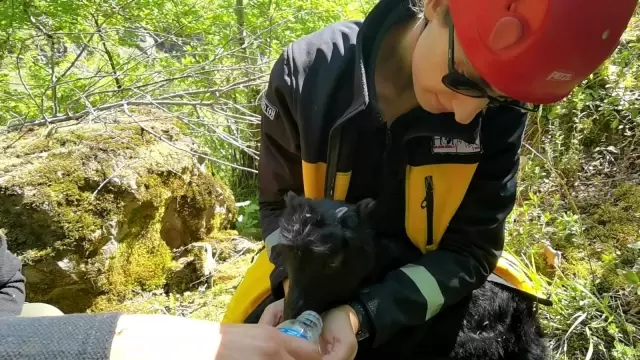 Kayalıklardan düşen 2 aylık keçi için seferber oldular